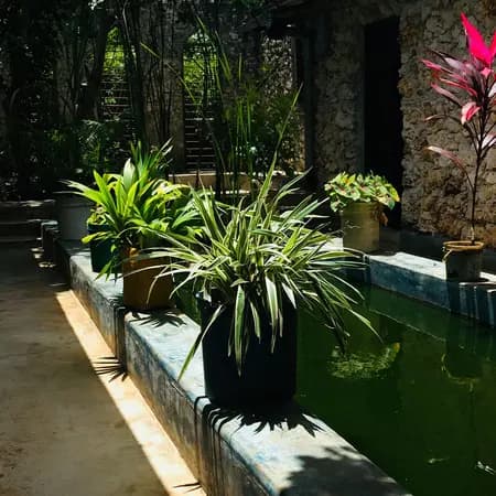 Planted beds with tropical plants
