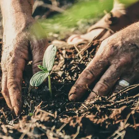 Hands planting a seedling in the soil
